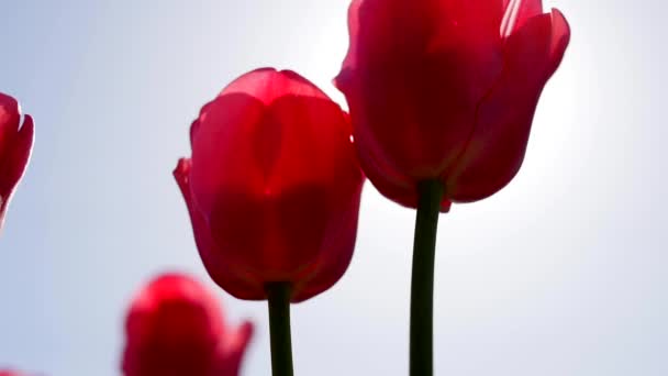 Прекрасный красный тюльпан расцветает на фоне голубого неба — стоковое видео