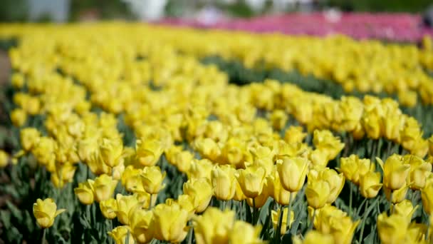 Luchtfoto van prachtige kleurrijke tulp veld — Stockvideo