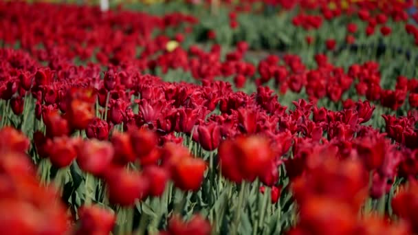 Aérea de hermoso campo de tulipán colorido — Vídeos de Stock