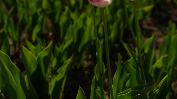 Roze tulpen in een veld — Stockvideo