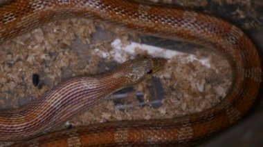 Terrarium içinde besleme kırmızı Mısır yılan. Pantherophis guttatus küçük avını daralma tarafından subdues fare yılan Kuzey Amerika bir nakit var. Mısır yılan dolu ağzınla bir sıçan yutma.