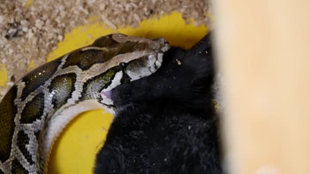 Κουνέλι που τρώγονται από ένα φίδι — Αρχείο Βίντεο