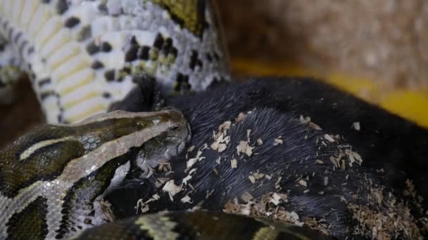 Konijn opgegeten door een slang — Stockvideo