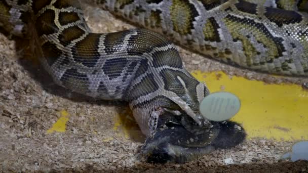 Coniglio mangiato da un serpente — Video Stock