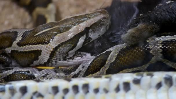 Burmese python suffocates rabbit — Stock Video
