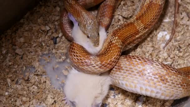 Ένα κόκκινο καλαμπόκι φίδι σίτιση σε terrarium. Pantherophis guttatus είναι μια βορειοαμερικανική specie της φίδι αρουραίων που υποτάσσει το μικρό θήραμα με συστολή. Καλαμπόκι φίδι με γεμάτο το στόμα κατάποση ενός αρουραίου. — Αρχείο Βίντεο