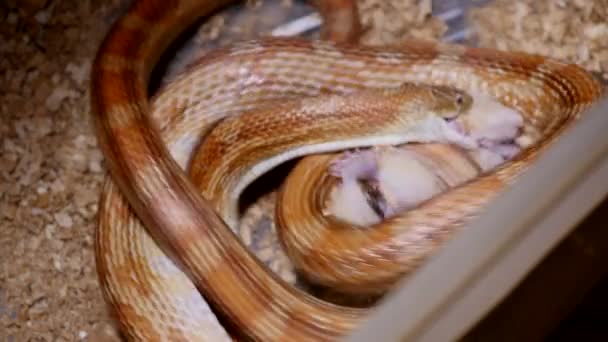 A red corn snake feeding in terrarium. Pantherophis guttatus is a North American specie of rat snake that subdues its small prey by constriction. Corn snake with full mouth swallowing a rat. — Stock Video