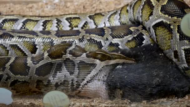 Coniglio mangiato da un serpente — Video Stock