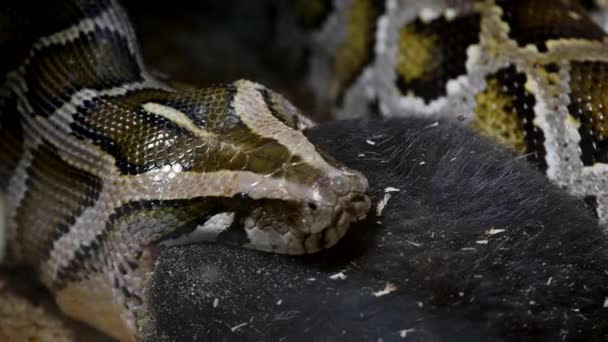 Conejo comido por una serpiente — Vídeos de Stock