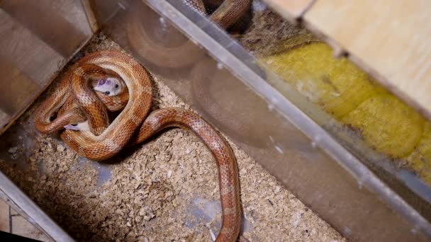 Een rode maïs slang voederen in het terrarium. Pantherophis guttatus is een Noord-Amerikaanse specie van rat snake, die zijn kleine prooi door vernauwing allen. Maïs slang met volle mond slikken van een rat. — Stockvideo