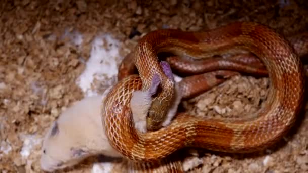 A red corn snake feeding in terrarium. Pantherophis guttatus is a North American specie of rat snake that subdues its small prey by constriction. Corn snake with full mouth swallowing a rat. — Stock Video