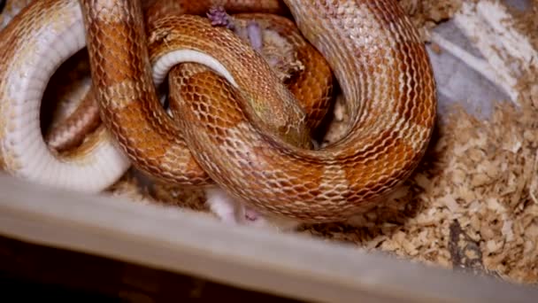 Una serpiente de maíz rojo alimentándose en terrario. Pantherophis guttatus es una especie de serpiente rata de América del Norte que somete a su pequeña presa por constricción. Serpiente de maíz con la boca llena tragando una rata . — Vídeos de Stock