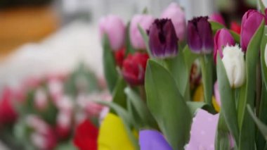 Sayaç çiçekçi dükkanı üzerinde farklı renklerde laleler. portre