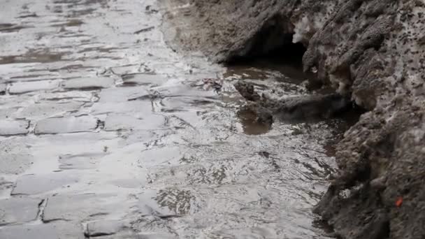 Primavera camino intransitable destruido. El agua alta de la nieve llena el camino. Bosque de primavera inmediatamente después de que la nieve se derrite . — Vídeos de Stock