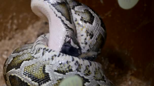 Κουνέλι που τρώγονται από ένα φίδι — Αρχείο Βίντεο