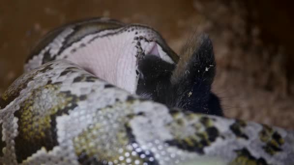 Konijn opgegeten door een slang — Stockvideo