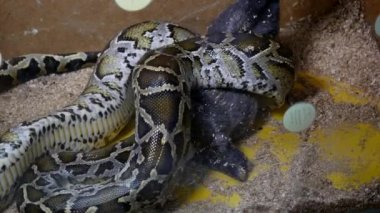 Birmanya python tavşan boğulur