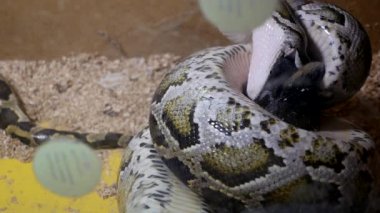 Birmanya python tavşan boğulur