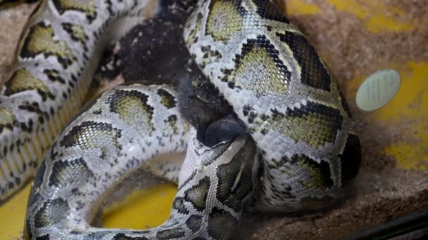 Conejo comido por una serpiente — Vídeos de Stock