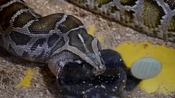 Rabbit eaten by a snake — Stock Video