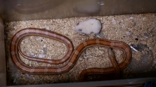 Красная кукурузная змея кормится в террариуме. Pantherophis guttatus - североамериканский вид крысиной змеи, которая сужает свою маленькую добычу. Кукурузная змея с полным ртом глотает крысу . — стоковое видео