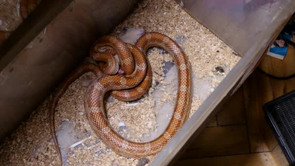 A red corn snake feeding in terrarium. Pantherophis guttatus is a North American specie of rat snake that subdues its small prey by constriction. Corn snake with full mouth swallowing a rat. — Stock Video