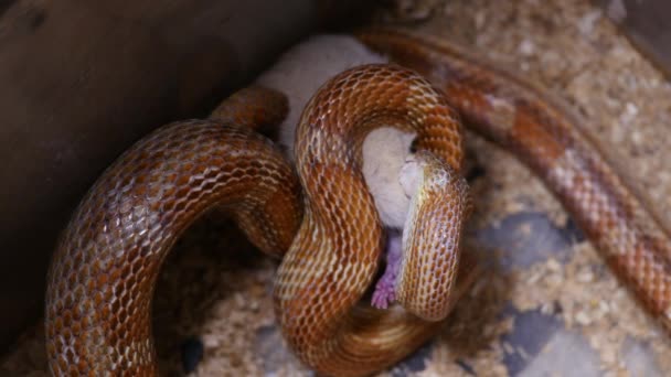 Ένα κόκκινο καλαμπόκι φίδι σίτιση σε terrarium. Pantherophis guttatus είναι μια βορειοαμερικανική specie της φίδι αρουραίων που υποτάσσει το μικρό θήραμα με συστολή. Καλαμπόκι φίδι με γεμάτο το στόμα κατάποση ενός αρουραίου. — Αρχείο Βίντεο
