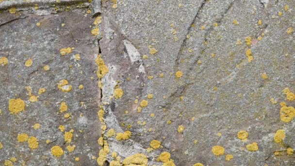 De la mousse sur un vieux mur. contexte — Video