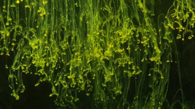 Sarı şeffaf organik duman karanlık arka planda görünen, yavaş yavaş aşağı düşüyor.