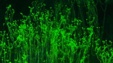 Çim gibi yeşil şeffaf duman görünen, siyah arka plan üzerinde büyüyen.