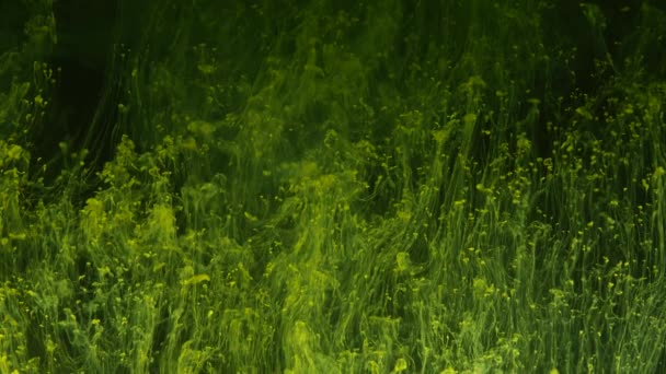 Licht groene transparante rook zoals gras verschijnen, groeien op de zwarte achtergrond. — Stockvideo