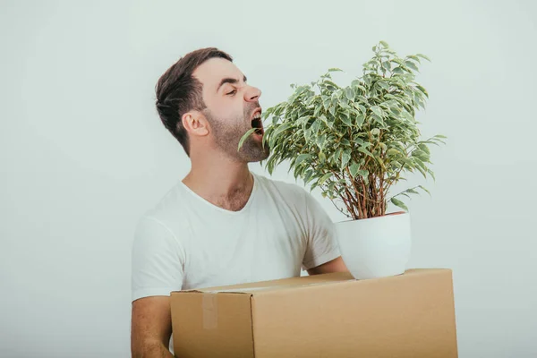 Divertente giovane che si trasferisce in una nuova casa, in piedi, tenendo scatola di cartone e vaso da fiori, fingendo di mangiare foglie . — Foto Stock