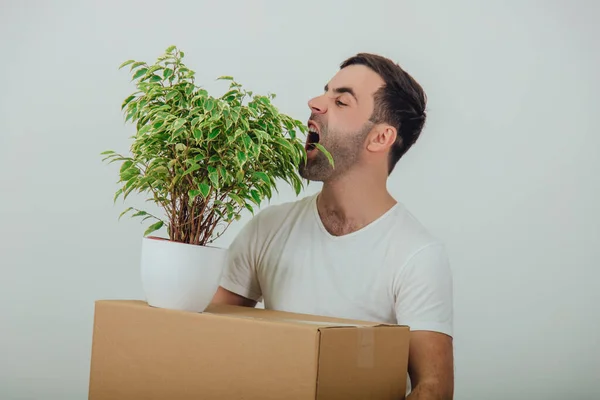 Divertido joven que se muda a casa nueva, de pie, sosteniendo caja de cartón y maceta, fingiendo que está comiendo hojas . — Foto de Stock