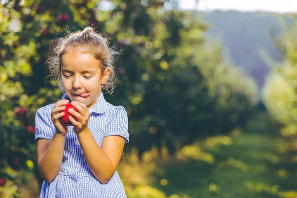 Πεινασμένο θηλυκό παιδί είναι έτοιμο να γευτεί ένα φθινοπωρινό μήλο, απολαμβάνοντας την ετήσια συγκομιδή στον κήπο με τις μηλιές.. — Φωτογραφία Αρχείου