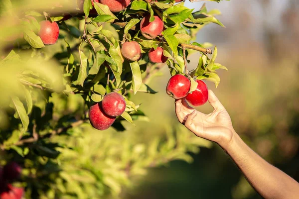 Αγρότης μαζεύει μήλα από μια μηλιά στον κήπο μια υπέροχη ηλιόλουστη μέρα. — Φωτογραφία Αρχείου
