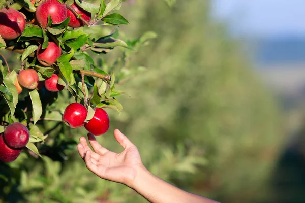 Ηλιόλουστη βολή του χεριού φθάνοντας ένα μήλο από το κλαδί μηλιάς. — Φωτογραφία Αρχείου
