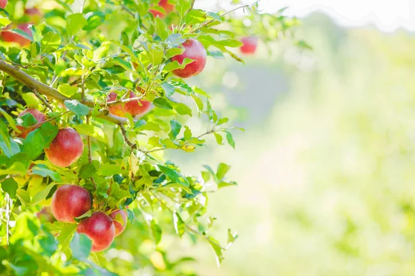 Εικόνα ώριμων μήλων σε οπωρώνες έτοιμους για συγκομιδή, ενώ οι ηλιαχτίδες διαπερνούν τα φύλλα. — Φωτογραφία Αρχείου