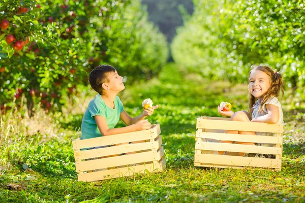Vtipné děti sedí v dřevěných bednách, jedí křupavá jablka a opovržlivě se usmívají. — Stock fotografie