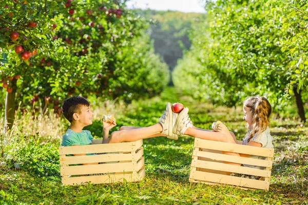 Nadšení malí sourozenci si hrají v gartenu, sedí v bednách, jedí jablka a drží jedno jablko pohromadě za pomoci svých nohou. — Stock fotografie