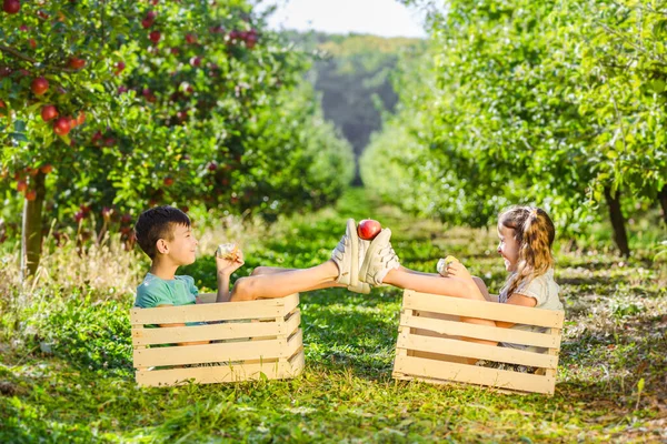 Ευτυχισμένα μικρά παιδιά που παίζουν μαζί σε έναν όμορφο κήπο με φρούτα, τρώγοντας μήλα, ενώ κάθονται σε ξύλινα κιβώτια, κρατώντας ένα μήλο ανάμεσα σε αθλητικά παπούτσια. — Φωτογραφία Αρχείου