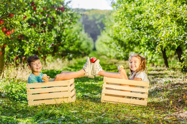 Šťastné malé děti si spolu hrají v krásné ovocné zahradě, jedí jablka, zatímco sedí v dřevěných bednách a drží jedno jablko mezi tenisky. — Stock fotografie