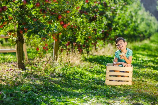 Αστείο αγόρι κάθεται σε ξύλινο κιβώτιο, τρώει τραγανό μήλο και χαμογελά υπέροχο, κοιτάζοντας την κάμερα ανάμεσα σε φρουτόδεντρα. — Φωτογραφία Αρχείου