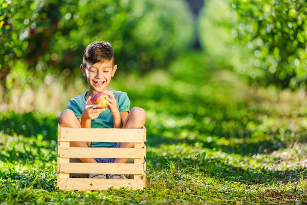Αστείο αγόρι κάθεται σε ξύλινο κιβώτιο, τρώει τραγανό μήλο και χαμογελά υπέροχο, ανάμεσα σε φρουτόδεντρα. — Φωτογραφία Αρχείου