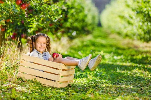Χαριτωμένο κοριτσάκι με αλογοουρές κρατώντας ένα μήλο, κάθεται σε ένα κιβώτιο για τα φρούτα πάνω από το φθινόπωρο κήπο θολή φόντο. — Φωτογραφία Αρχείου