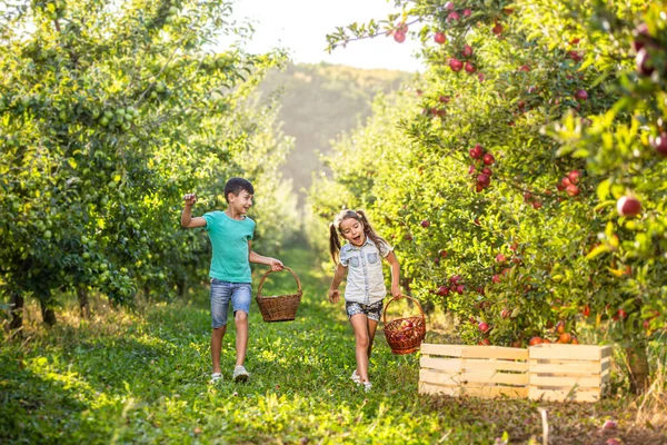 Happy kids with basket on apple-trees alley, picking apple on sunny day. — Stock fotografie