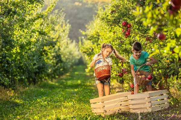 Φιλικά σκληρά εργαζόμενα αδέρφια στη φάρμα μαζεύουν μήλα σε ψάθινα καλάθια και μετά τα βάζουν σε κιβώτια.. — Φωτογραφία Αρχείου