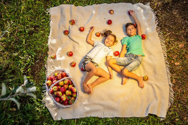 Két kisgyerek takarón, almával körülvéve a gyümölcsöskertben.. — Stock Fotó