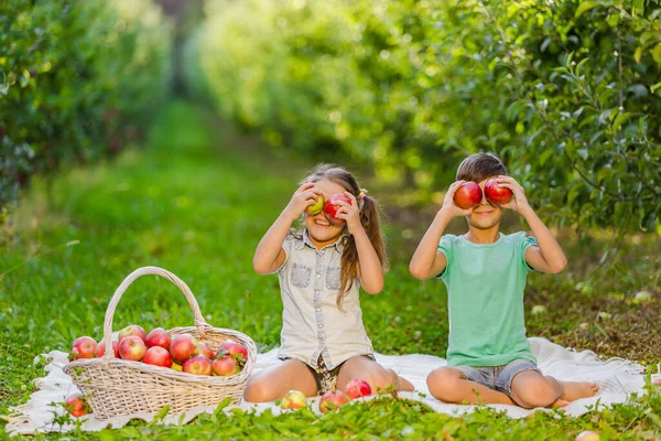 Παιδιά αγροκτήματος που παρουσιάζουν συγκομιδή, κρατώντας τα μήλα μπροστά από τα μάτια, κάθεται σε καρό κατά αποπροσανατολισμένο φόντο κήπο. — Φωτογραφία Αρχείου