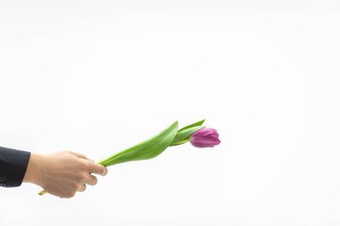 Adam beyaz arka planda sevgili karısı için taze bahar lale çiçeği tutuyor..