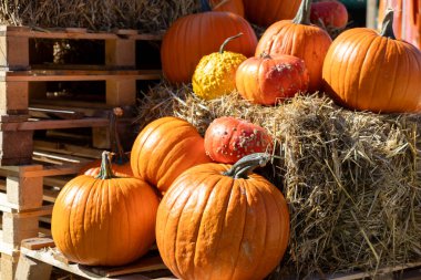 Sayısız turuncu balkabağı ve saman balyalarının üzerinde eşsiz kabaklar ve güz mevsiminin bolluğunu sembolize eden ahşap paletler.